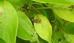 Choreutis pariana