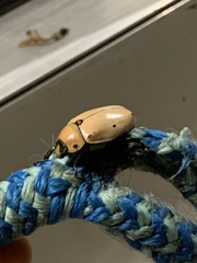 Pelidnota punctata