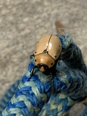 Pelidnota punctata