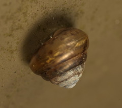Kaliella