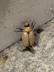 Pelidnota punctata