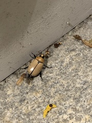 Pelidnota punctata
