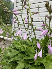 Hosta ventricosa