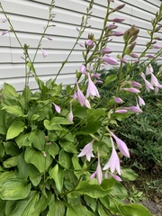 Hosta ventricosa