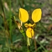 Golden Donkey Orchid - Photo (c) lh996, some rights reserved (CC BY-NC)