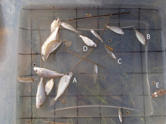 Leiostomus xanthurus