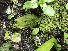 Riccia huebeneriana