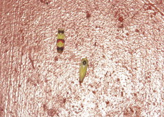 Erythroneura integra