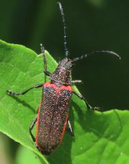 Desmocerus aureipennis