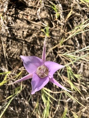 Calochortus macrocarpus macrocarpus