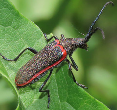 Desmocerus aureipennis