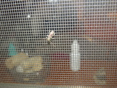 Eupogonius tomentosus