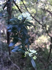 Bursaria spinosa