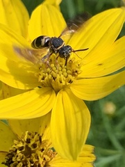 Epeolus bifasciatus