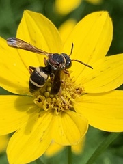 Epeolus bifasciatus
