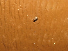 Conotrachelus seniculus