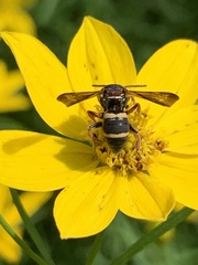 Epeolus bifasciatus