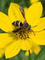 Epeolus bifasciatus