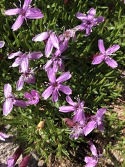 Silene acaulis subacaulescens
