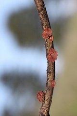 Anthracophyllum discolor