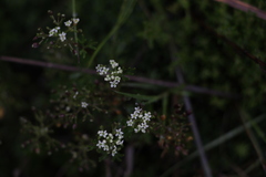 Niphogeton