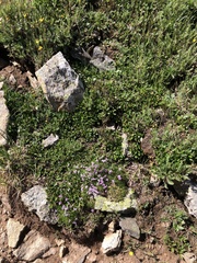 Silene acaulis subacaulescens
