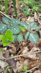 Pachysandra procumbens