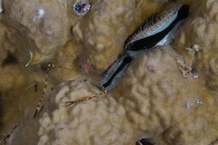 Cuapetes ischiospinosus