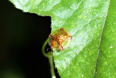 Aspidimorpha sanctaecrucis