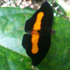 Catonephele acontius