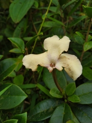 Brunfelsia lactea