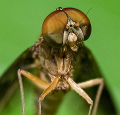 Chrysopilus quadratus