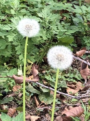 Taraxacum