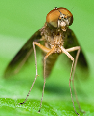 Chrysopilus quadratus