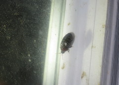 Chelonarium lecontei