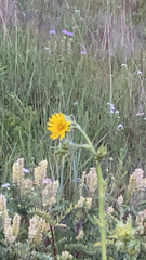 Silphium laciniatum