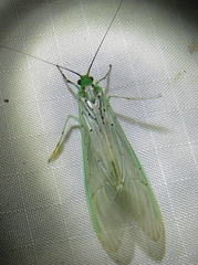 Synoestropsis