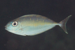 Naso thynnoides