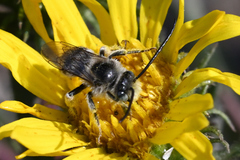 Melissodes microstictus