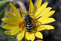 Dianthidium subparvum