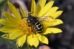 Dianthidium subparvum