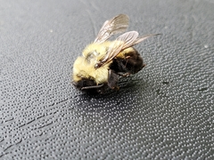 Bombus bimaculatus