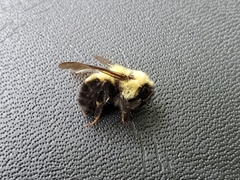 Bombus bimaculatus