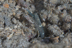 Ctenogobiops crocineus