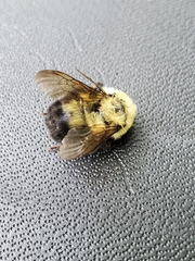 Bombus bimaculatus