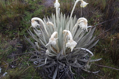 Espeletia congestiflora
