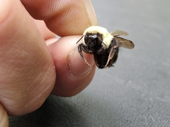 Bombus bimaculatus