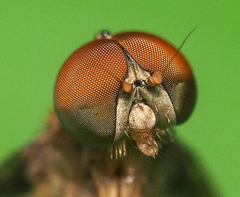 Chrysopilus quadratus