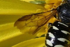 Dianthidium subparvum