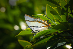 Polyura nepenthes